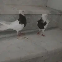 کبوتر طوقی سرخ