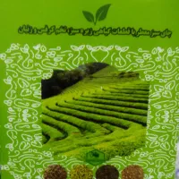 چای سبز