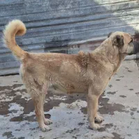 ماده سرابی نسل دار.