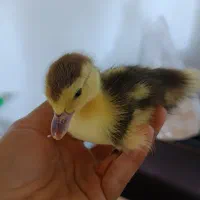 جوجه اردک اسراییلی