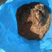کود گاوی|خدمات باغبانی و درختکاری|قلعه نو, |دیوار