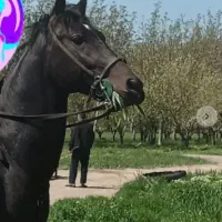 اسب نریان جوان همراه زین و
