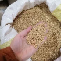 گندم آبی پیشگام