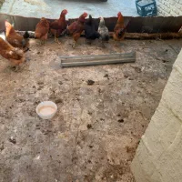 مرغ و خروس محلی