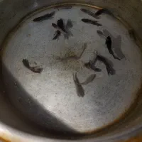 بچه فایتر