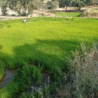 بذر چلتوک فروشی