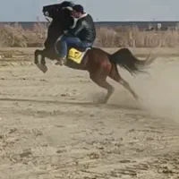 اسب سواری تعزیه رو