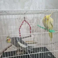 پرنده|پرنده|رضویه, |دیوار