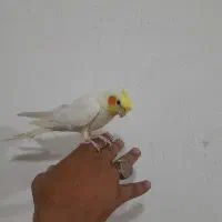 جوجه عروس هلندی لوتینو