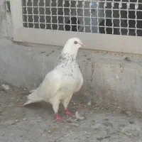 کبوتر تهرونی و کله سیاه جوجه وجفتگاه۳