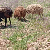 گوسفند|حیوانات مزرعه|سبزوار, قصبه شرقی|دیوار