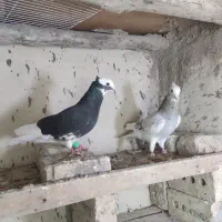 کفتر