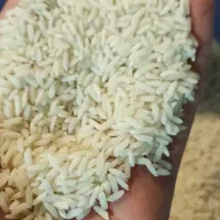 برنج محلی