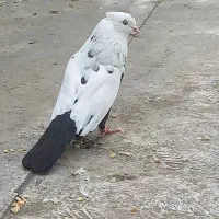 کبوتر دم سیاه