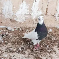 طوقی و سینه سبز