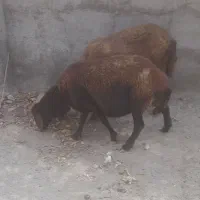 ۲راس میش افشار جوان آبستن سنگین