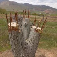 پیوند گردو|خدمات باغبانی و درختکاری|قروه, |دیوار