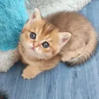 سرپرستی گربه بریتیش