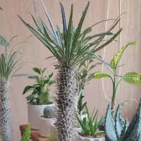 گل کاکتوس نخل ماداگاسکار سرحال و تنه قوی