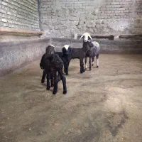 بره گوسفند میش قوچ