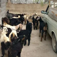 حیوانات