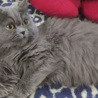 گربه‌ اسکاتیش اصل دم سنجابی زیبا