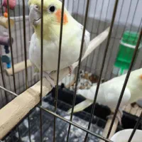 عروس هلندی نر