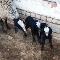 دامپروری نوین گوسفند چندقلو  بره  های  ژن ارسالی