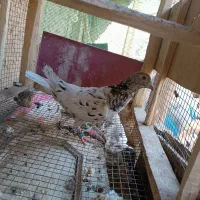 کفتر|پرنده|لنجان, |دیوار