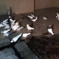 تعداد ۲۵عدد کبوتر گردیده جوانه کفتر