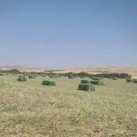 یونجه