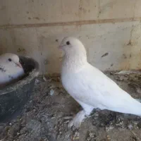 کفتر پا پر