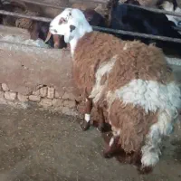 بره نر قوچی