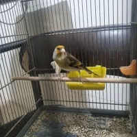 سهره قناری نر بخوان چونه سفید