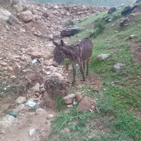 فروش الاغ
