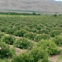 فروش گل محمدی