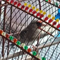 سهره کرمانی نر قرص بخون