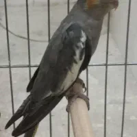 جوجه ماده
