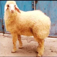 افشاری وکردی قوچان ترازو دیجیتال گوسفند زنده عقیقه