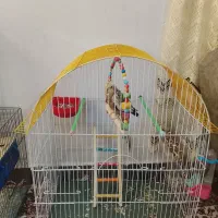 عروس هلندی نر
