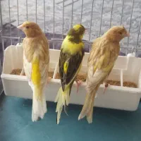 قناری نر 3عدد