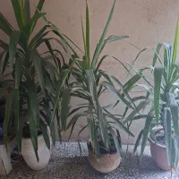 قفس خرگوش و نخل معاوضه با ....
