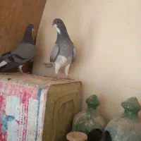 یه جفت جوجه خرقه کناری تر روزگاری
