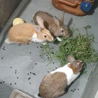 خرگوش