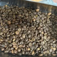 پخش انواع قهوه
