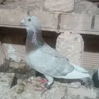 کفتر گرفتنی ۶ عدد