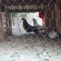 کبوتر