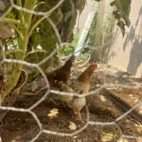 فروش دو عدد مرغ تخم گزار محلی اصل