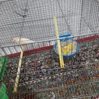قناری نرماده مولد