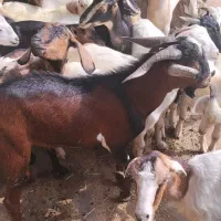 کهره نر و بز با قصابی خود بندرعباس